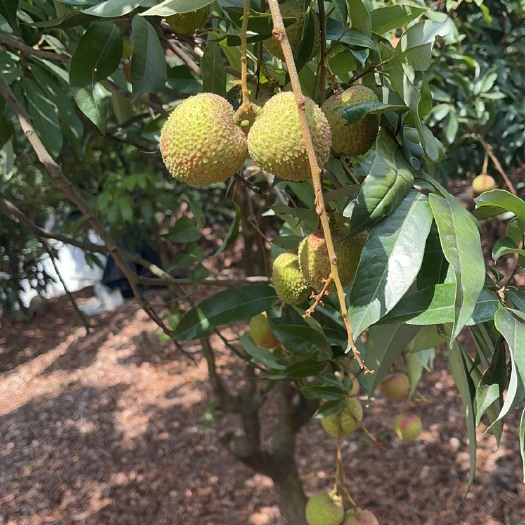 东莞市荔枝