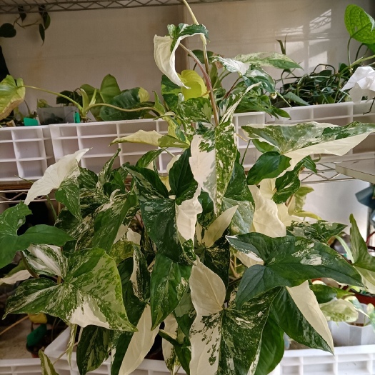 深圳白锦合果芋