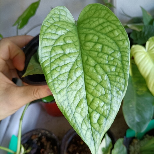 深圳网纹龟背竹