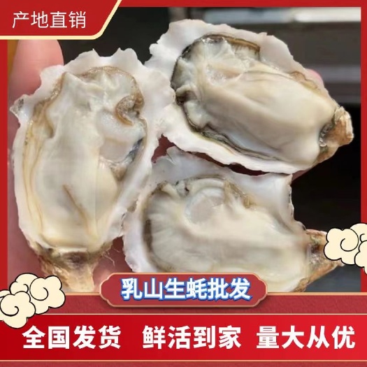 佛山乳山三倍体生蚝1+