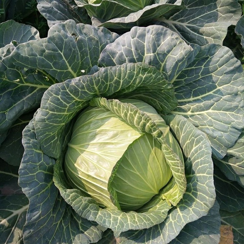 京丰一号甘蓝种子春秋季包心菜卷心菜农家菜园圆白菜蔬菜种子