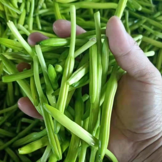 渭南代办鲜黄花菜