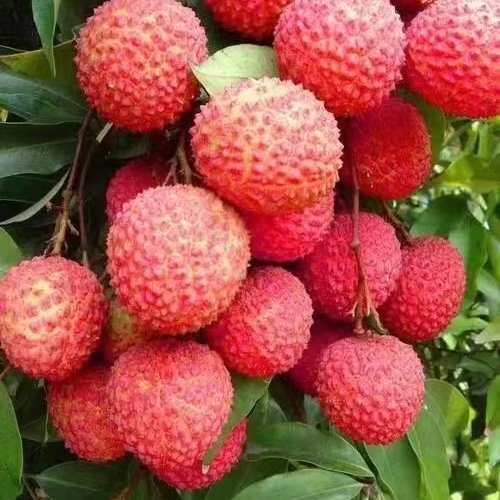 惠州荔枝，桂味，糯米糍