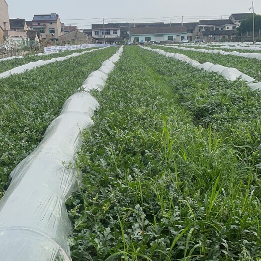 宁波159，5742，0073大量小棚西瓜上市 品种繁多