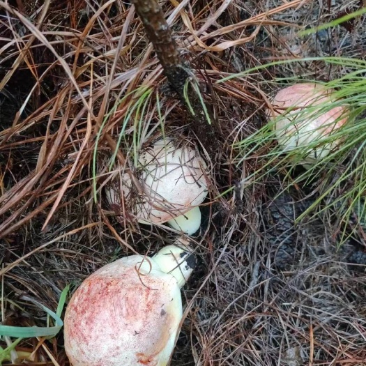 保山野生菌子