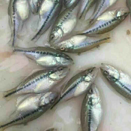 富顺县鲈鱼苗