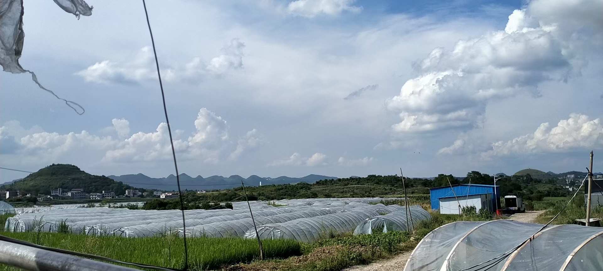 麒麟西瓜8424