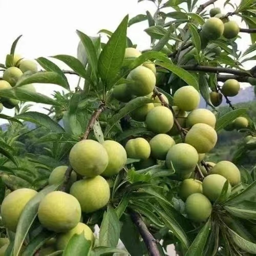 重庆市青脆李