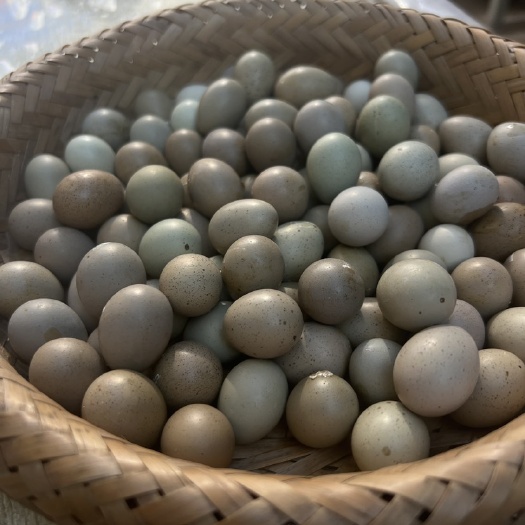 济南芦丁鸡种蛋批发个大干净  受精率百分80，德系全部颜色可自提