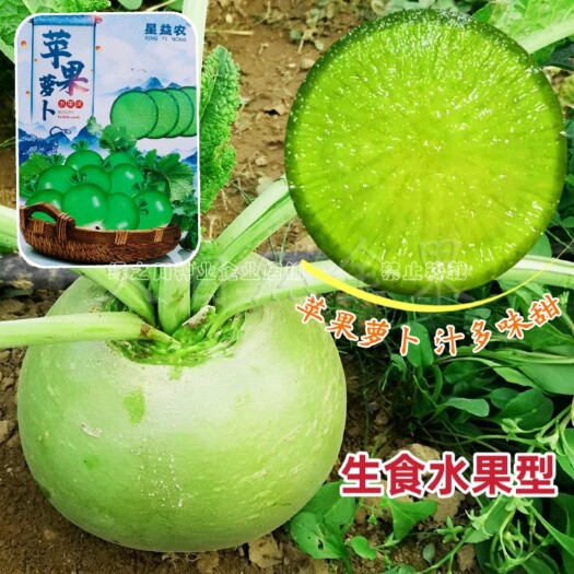 生食水果型萝卜种籽苹果萝卜种子汁多味甜 甜脆爽口杂交水果萝卜