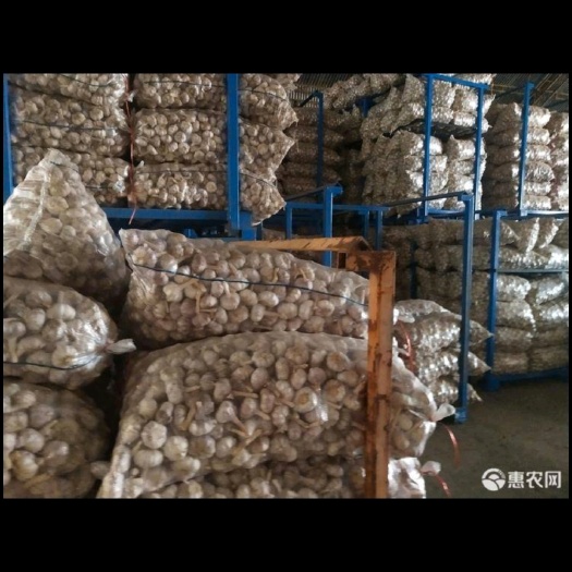 徐州邳州大蒜，红皮白皮净蒜