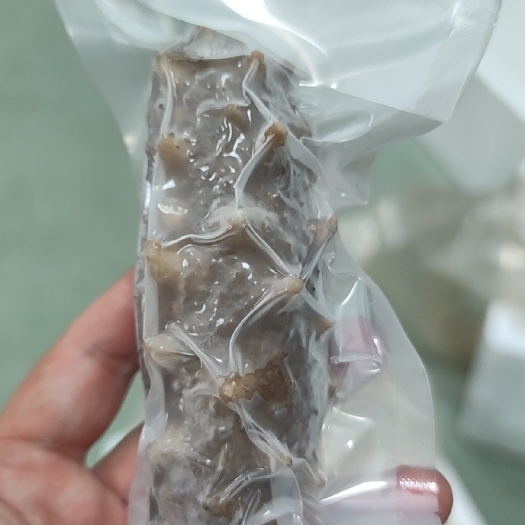 霞浦县鲜食海参，口感Q弹，源头低价