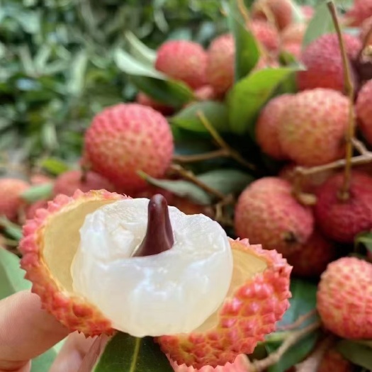 高州市桂味荔枝核小纯甜无酸，桂味荔枝，荔枝桂味广东茂名高州