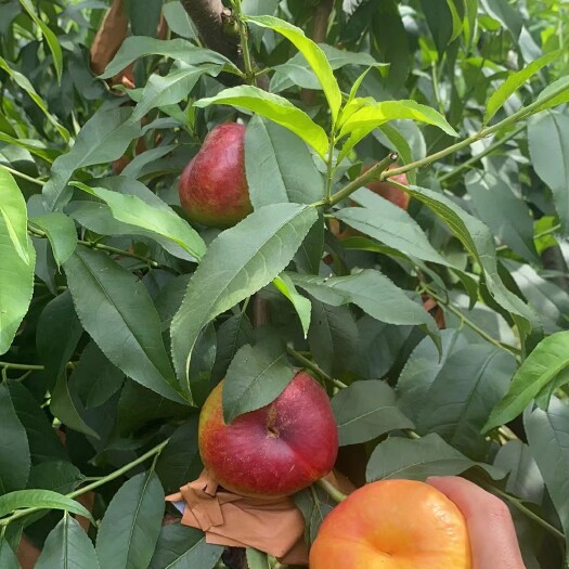 随州自家果园油蟠桃，果实较大，风味甜，糖度18，即将开园