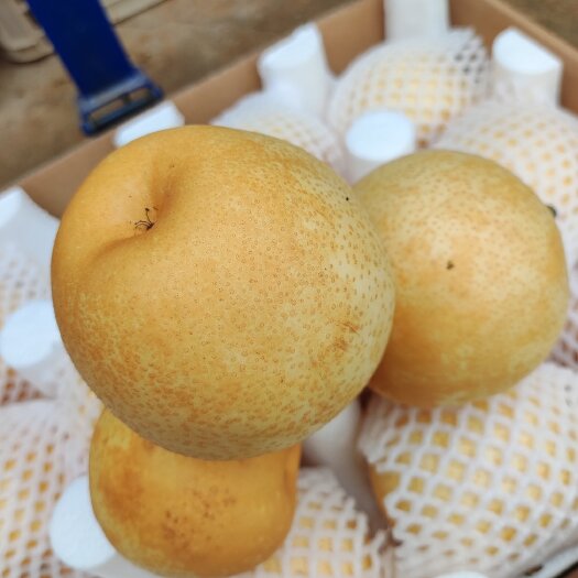 黄金梨