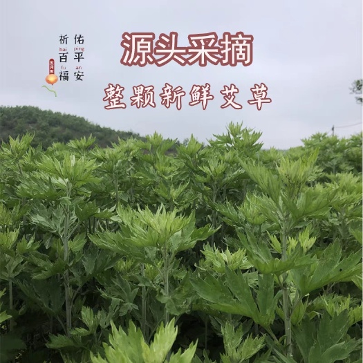 唐河县新鲜艾草端午节整棵挂门窗天然艾叶草驱蚊整株艾叶艾蒿