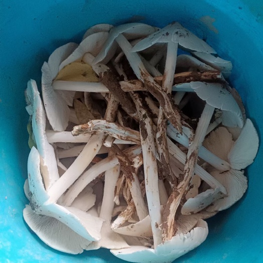 鹿寨县鸡枞菌，夏至菌，荔枝菌