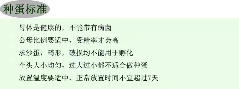 番鸭种蛋非洲雁种蛋红头鸭种蛋麻鸭种蛋大种麻鸭种蛋