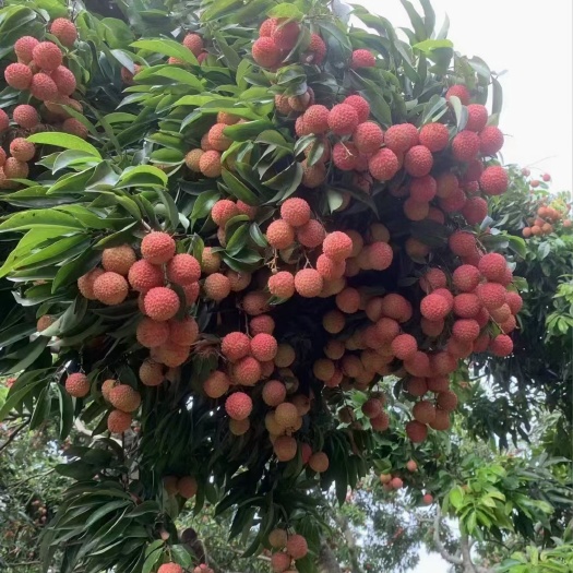 广州增城桂美荔枝