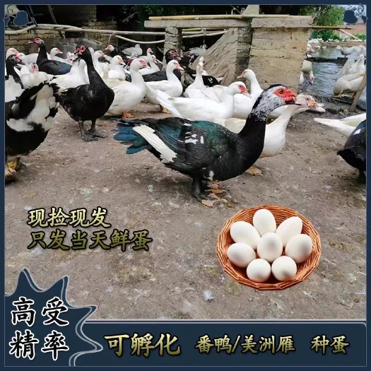 淮安番鸭种蛋非洲雁种蛋红头鸭种蛋麻鸭种蛋大种麻鸭种蛋