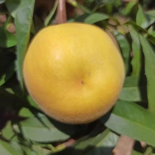 淇县黄金蜜1号，个大味甜