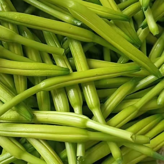 新泰市新鲜黄花菜