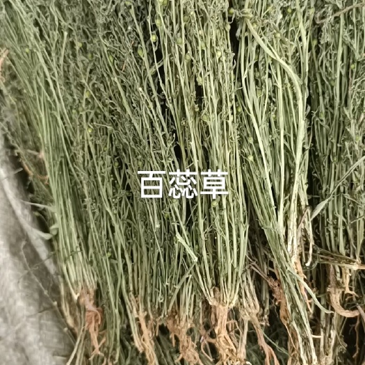 百蕊草   麦黄草