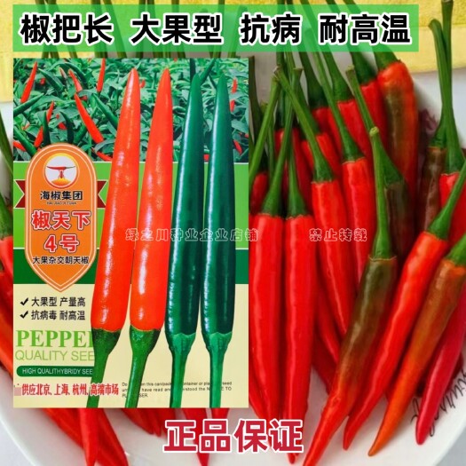南方热销椒天下4号朝天椒种子泰国大果型椒把长抗病耐高温