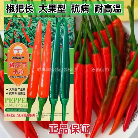 沭阳县南方热销椒天下4号朝天椒种子泰国大果型椒把长抗病耐高温