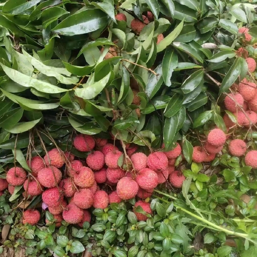 东莞市桂味