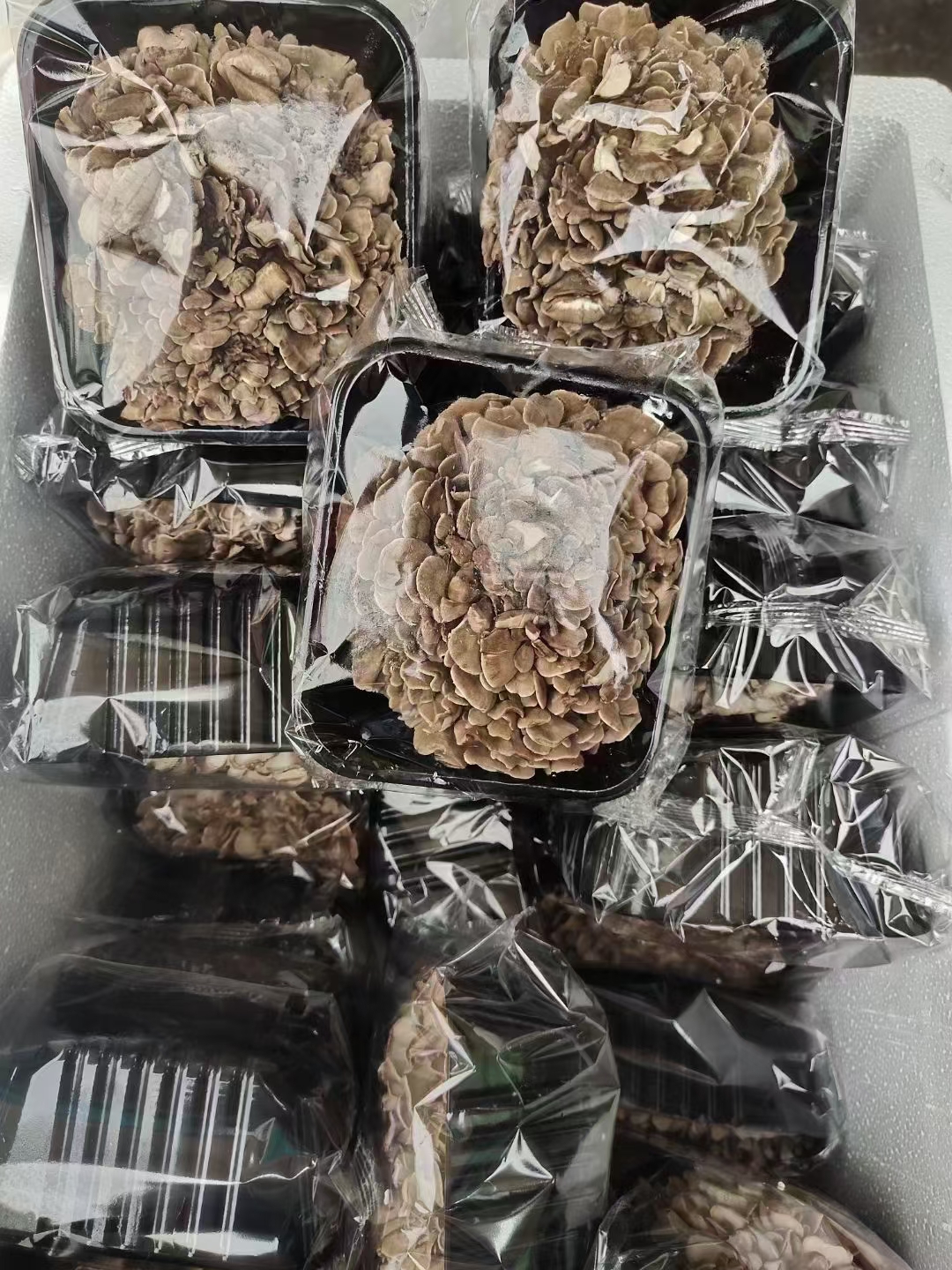 新鮮灰樹花 舞茸菌優(yōu)質(zhì)食用菌批發(fā)零售均可