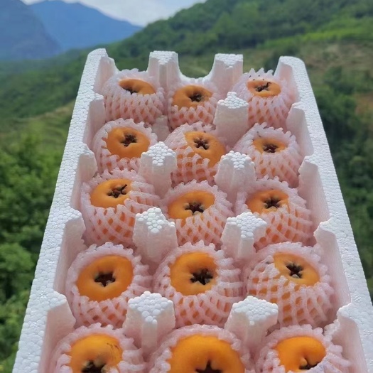宝兴县高山尾期枇杷