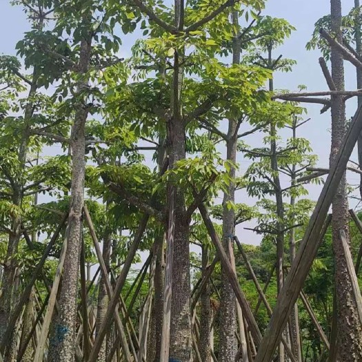 揭阳木棉12-22分骨架，接市政绿化工程，地苗袋苗，现货价格优势