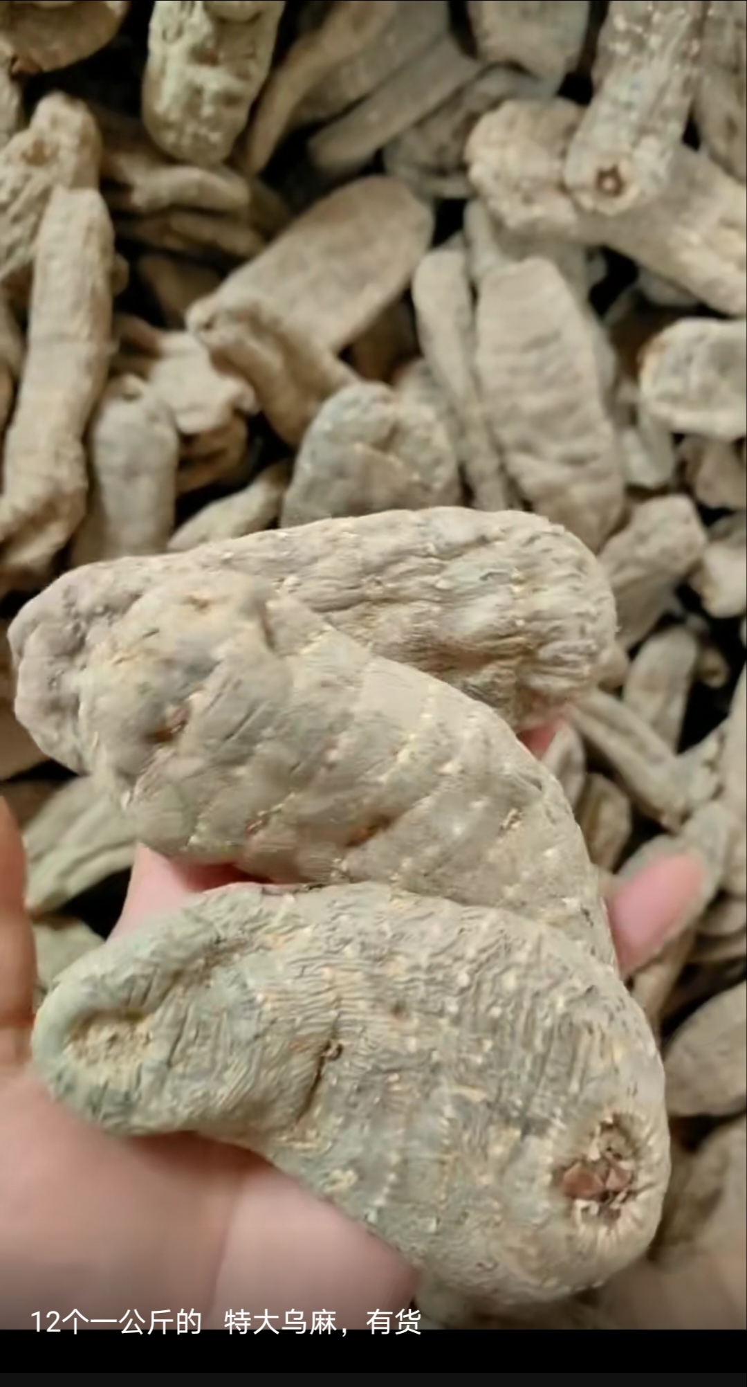 云南昭通小草坝天麻，有大量现货，需要的宝请联系。