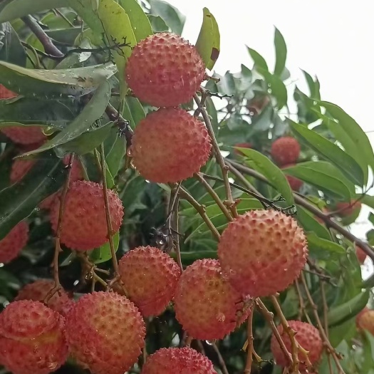 惠州桂味，糯米枝