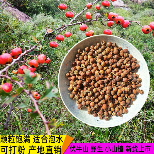 淅川县供应野生小山楂南山楂