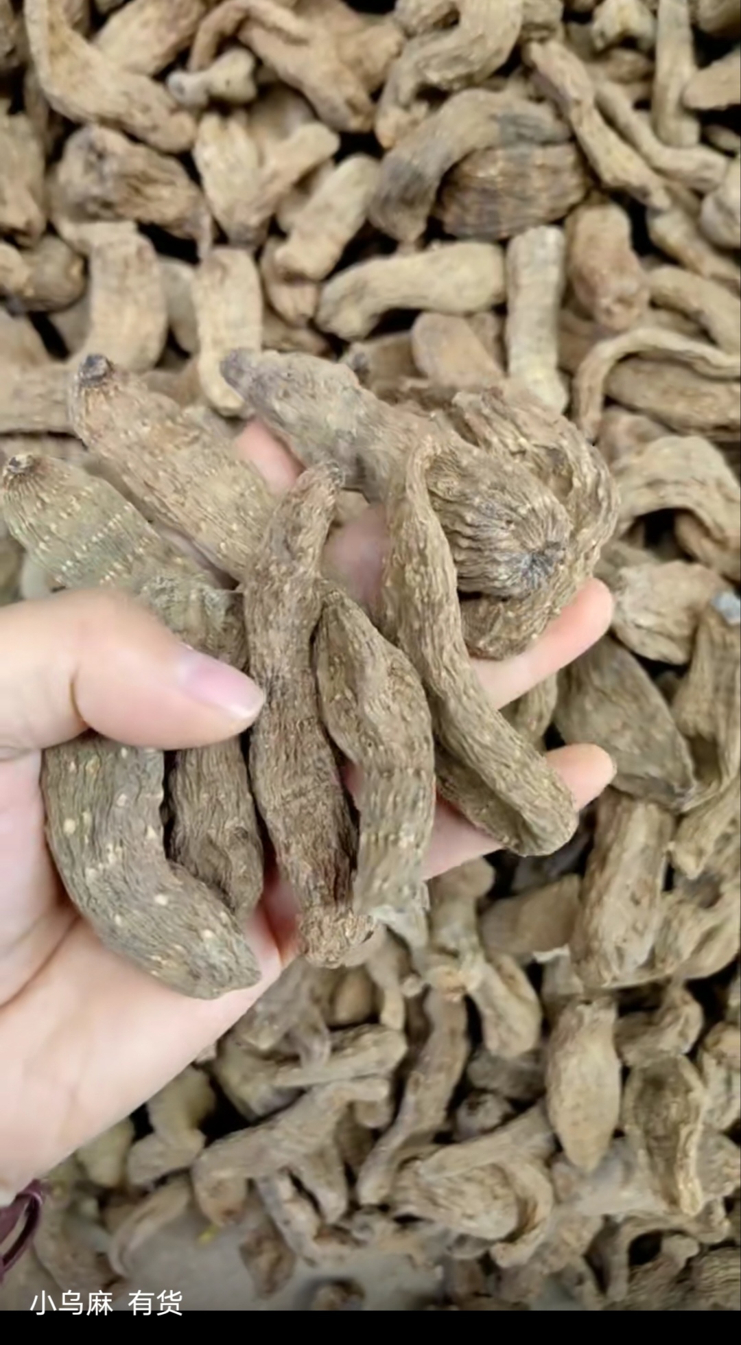 云南昭通小草坝天麻，有大量现货，需要的宝请联系。