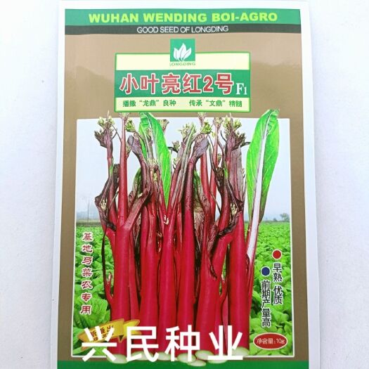 华容县武汉文鼎小叶亮红2号红菜苔种子杂交早熟50天苔粗鲜红亮大田种