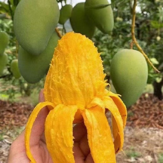 长沙广西芒果