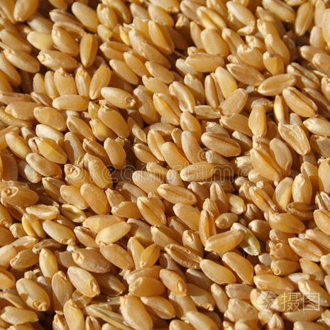 新疆小麦