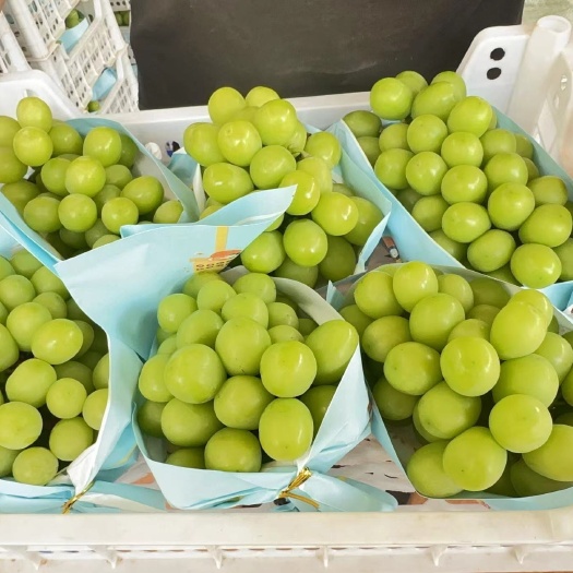 现摘现发云南阳光玫瑰匠品晴王葡萄香印青提当季新鲜水果一件代发