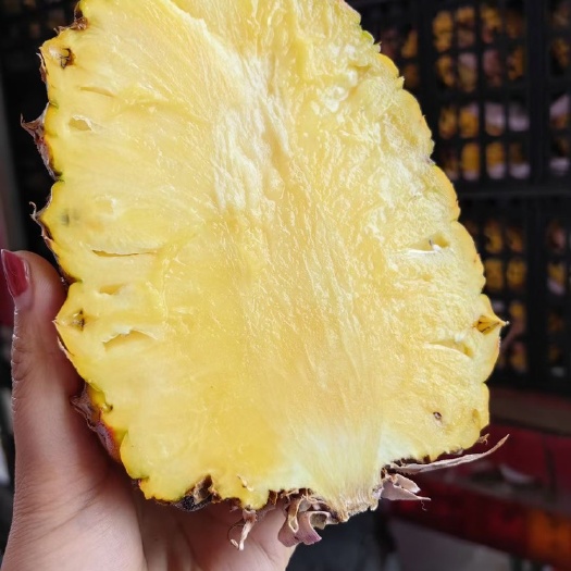 高碑店市凤梨中的金皇后18个月的生长，就为你这一口甜蜜连芯儿都香甜
