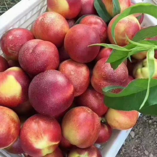 砀山县48油桃