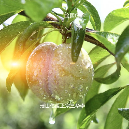 翁源县翁源三华李一箱起批