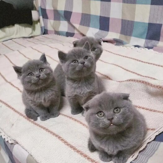 西安各类猫咪齐全，蓝猫蓝白银渐层金渐层布偶金吉拉