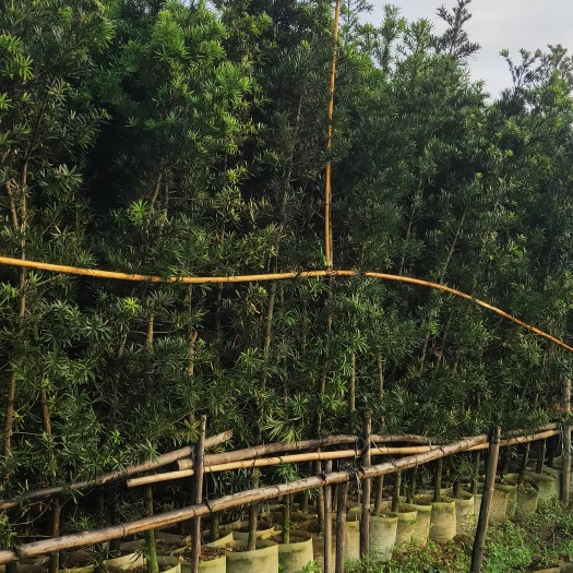 阳春市罗汉松布袋苗:基地直供地径4~8分的罗汉松布袋苗