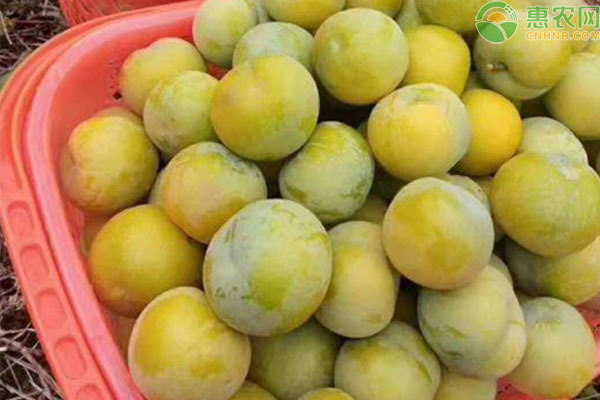 重庆市云南蜂糖李 便宜处理
