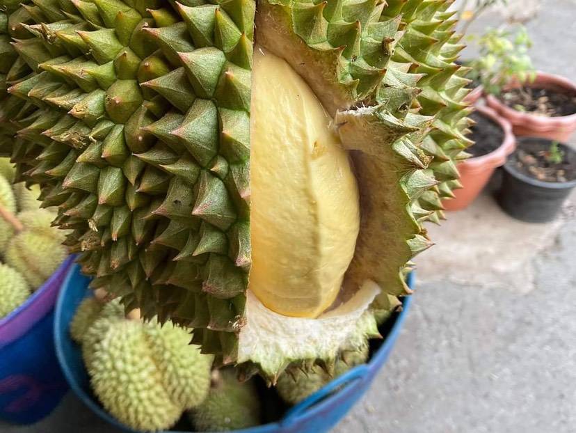 榴莲批发，泰国榴莲，工厂定制，大宗批发