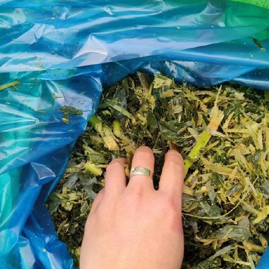 柳城县甜玉米秸秆