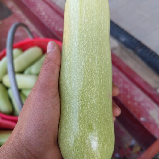 淳化县鼎玉35 西葫芦